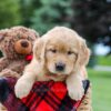 Image of Maddie, a Golden Retriever puppy