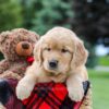 Image of Maddie, a Golden Retriever puppy
