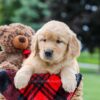 Image of Maddie, a Golden Retriever puppy
