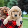 Image of Maddie, a Golden Retriever puppy