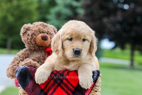 Image of Maddie, a Golden Retriever puppy
