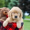 Image of Maddie, a Golden Retriever puppy