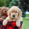 Image of Maddie, a Golden Retriever puppy