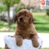 Image of Maddie, a Golden Retriever puppy