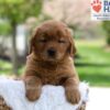 Image of Maddie, a Golden Retriever puppy