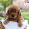 Image of Maddie, a Golden Retriever puppy