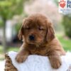 Image of Maddie, a Golden Retriever puppy