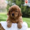 Image of Maddie, a Golden Retriever puppy