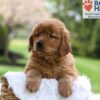 Image of Maddie, a Golden Retriever puppy