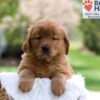 Image of Maddie, a Golden Retriever puppy