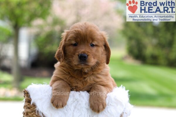 Image of Maddie, a Golden Retriever puppy