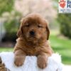 Image of Maddie, a Golden Retriever puppy