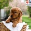 Image of Mallory, a Golden Retriever puppy