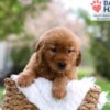 Image of Mallory, a Golden Retriever puppy