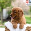 Image of Mallory, a Golden Retriever puppy
