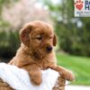 Image of Mallory, a Golden Retriever puppy