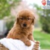 Image of Mallory, a Golden Retriever puppy