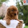 Image of Mallory, a Golden Retriever puppy