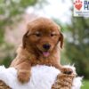 Image of Mallory, a Golden Retriever puppy