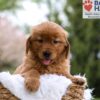 Image of Mallory, a Golden Retriever puppy