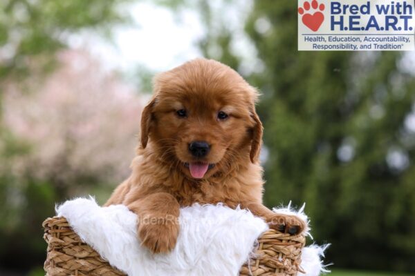 Image of Mallory, a Golden Retriever puppy