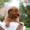 Image of Mallory, a Golden Retriever puppy