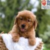 Image of Mallory, a Golden Retriever puppy