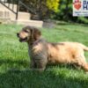 Image of Marley (trained), a Golden Retriever puppy