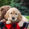 Image of Marley, a Golden Retriever puppy