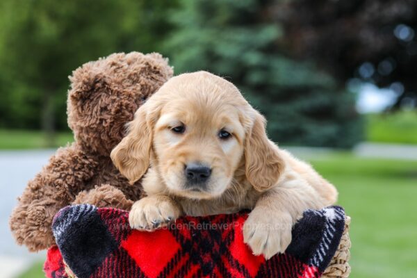 Image of Marley, a Golden Retriever puppy