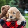 Image of Marley, a Golden Retriever puppy