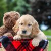 Image of Marley, a Golden Retriever puppy
