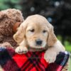 Image of Marley, a Golden Retriever puppy