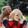 Image of Marley, a Golden Retriever puppy