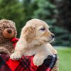 Image of Marley, a Golden Retriever puppy