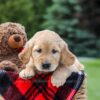 Image of Marley, a Golden Retriever puppy