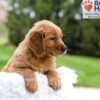 Image of Masey, a Golden Retriever puppy