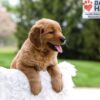 Image of Masey, a Golden Retriever puppy