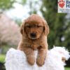 Image of Masey, a Golden Retriever puppy
