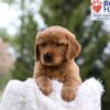 Image of Masey, a Golden Retriever puppy
