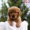 Image of Masey, a Golden Retriever puppy