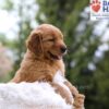 Image of Masey, a Golden Retriever puppy