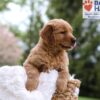 Image of Masey, a Golden Retriever puppy