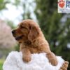 Image of Masey, a Golden Retriever puppy