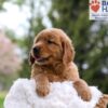 Image of Masey, a Golden Retriever puppy