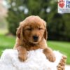 Image of Masey, a Golden Retriever puppy