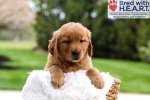 Image of Masey, a Golden Retriever puppy