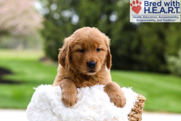 Image of Masey, a Golden Retriever puppy