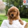 Image of Masey, a Golden Retriever puppy