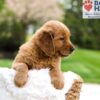 Image of Masey, a Golden Retriever puppy